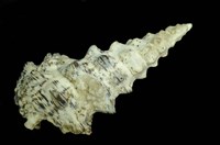 藏品(寶塔蟹守螺)的圖片